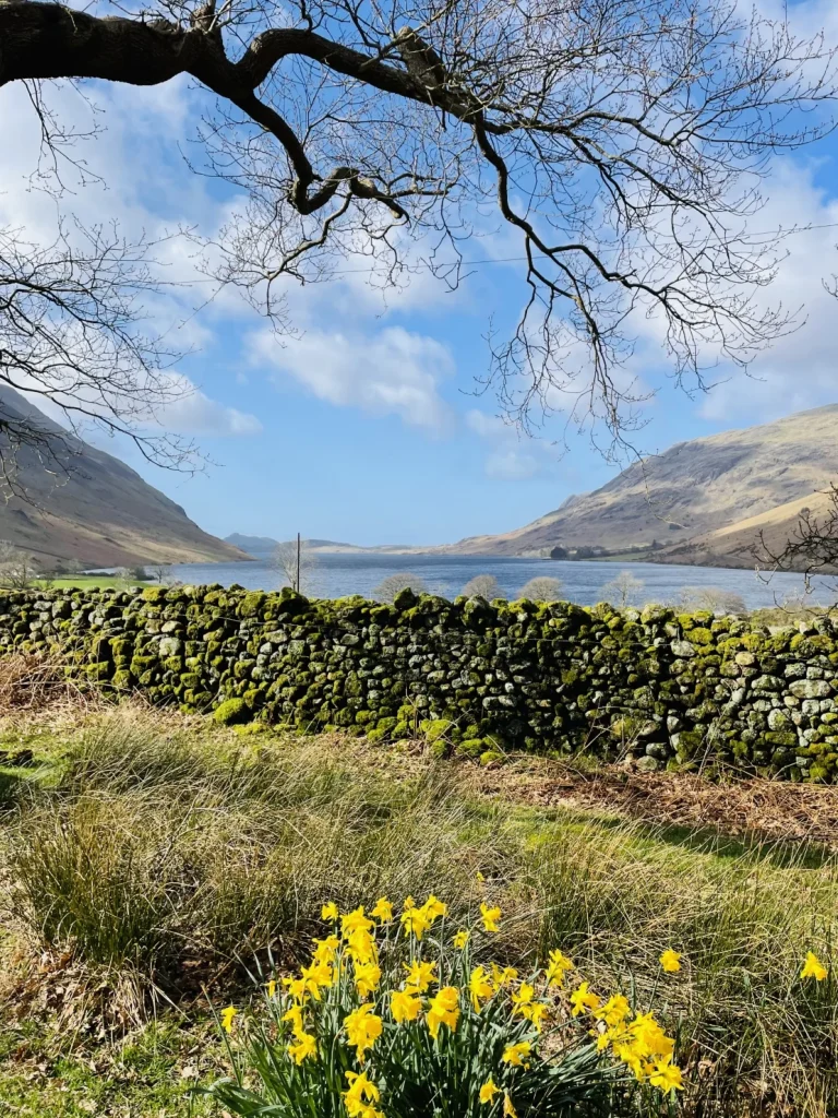 Daffodils and a stone wall overlooking a Lake District lake and mountains