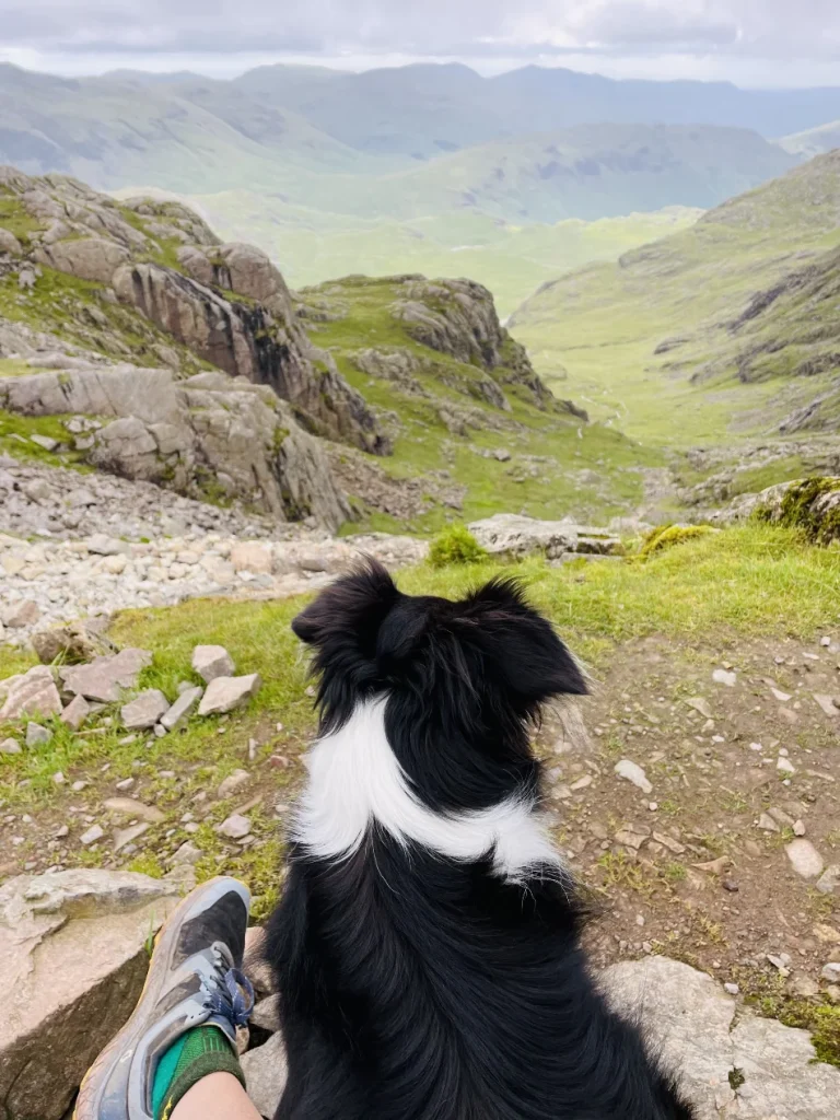 Blea the dog sitting on a Lake District fell looking into the valley