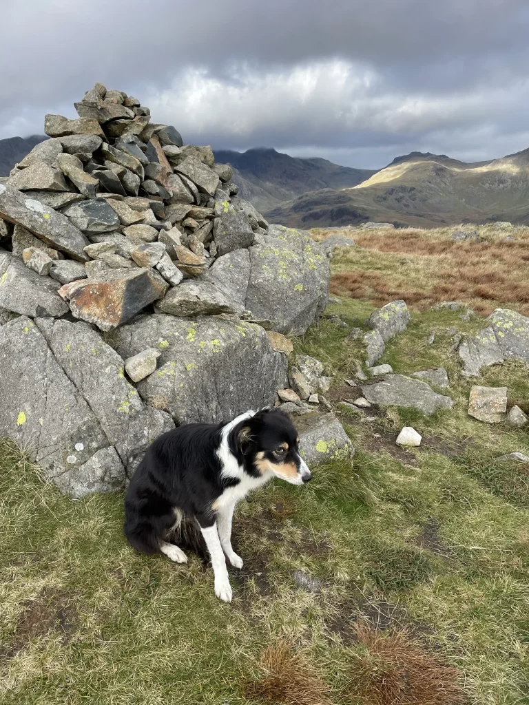Blea the dog beside a summit cairn on Green Crag