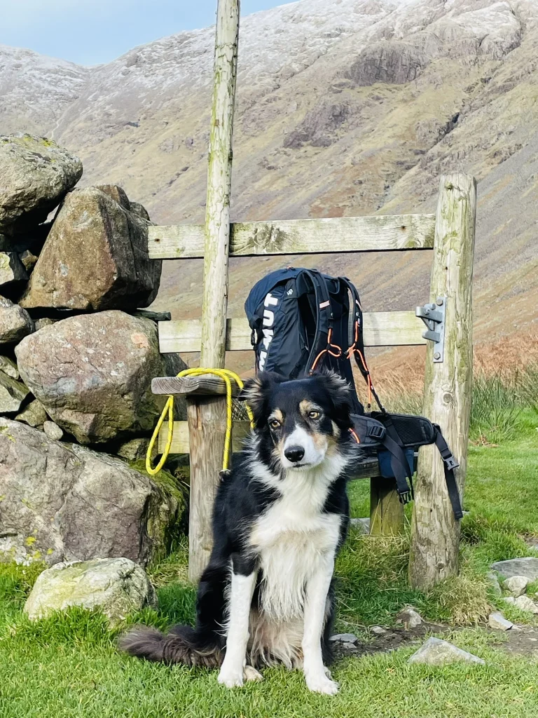 Blea the dog sitting by gate with hiking backpack near Grike and Crag Fell