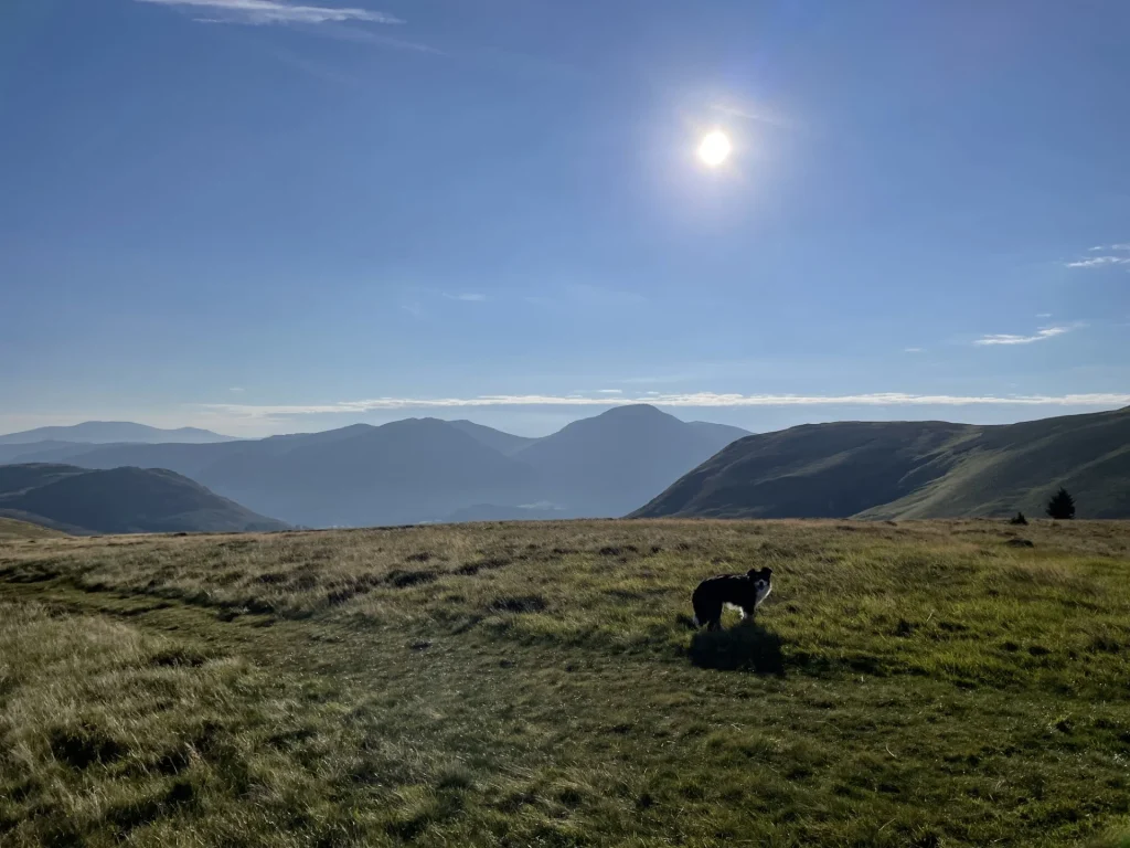 Blea the dog on the grassy fells near Burbank and Blake Fell