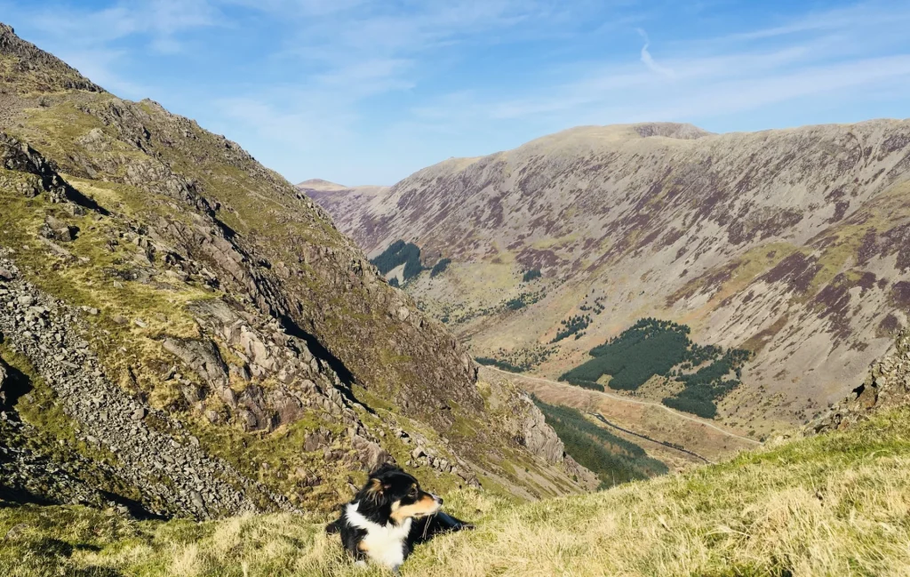 Blea the dog resting above Ennerdale valley near Pillar