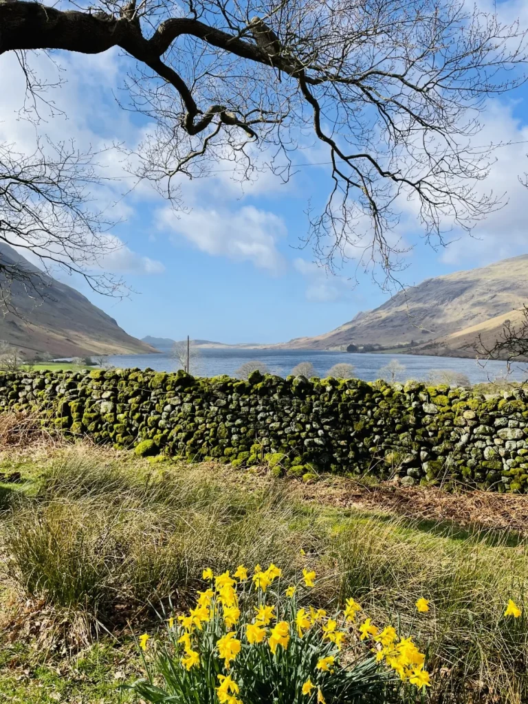Spring daffodils beside a stone wall above Wastwater in Wasdale