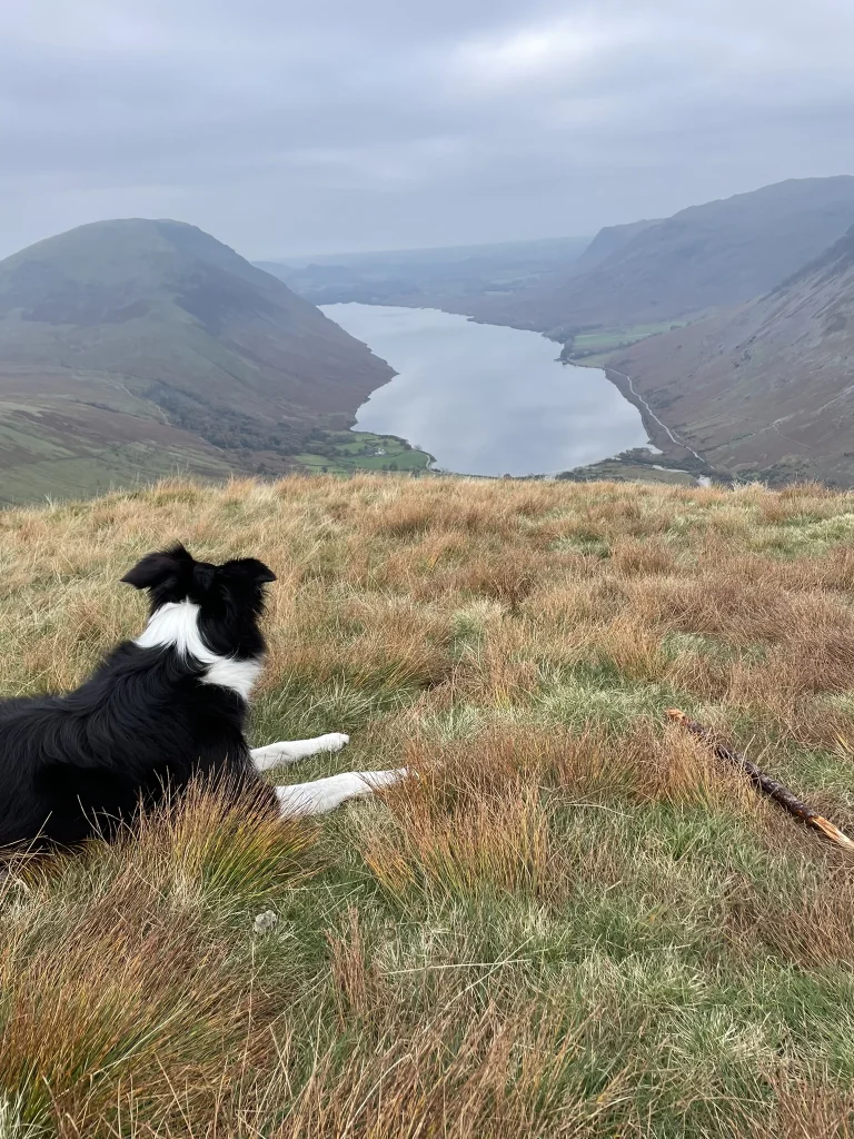 Blea the dog looking down over Wast Water from the fells near Scafell Pike