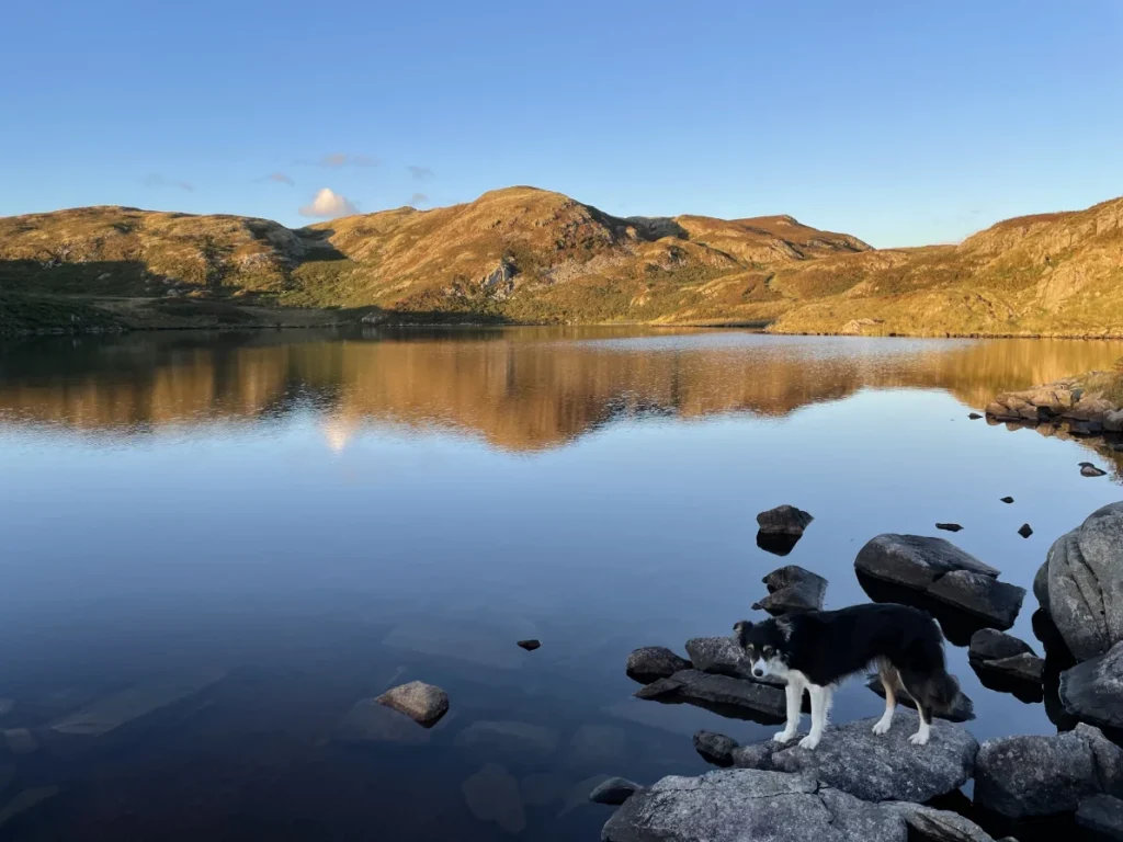 Blea the dog beside Six Tarns above Eskdale in the Lake District