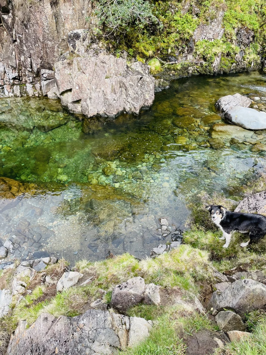 Blea the dog beside a clear mountain pool in Upper Eskdale in the Lake District