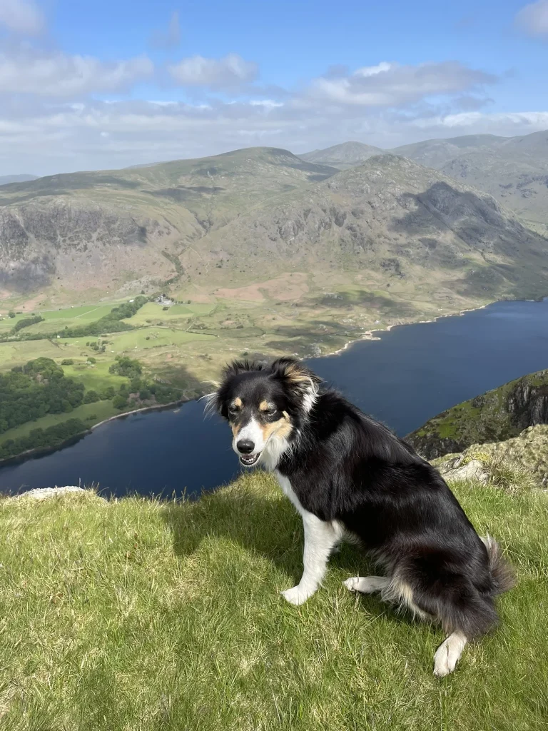 View over Wastwater with Blea the dog and Whin Rigg, Illgill Head and Miterdale