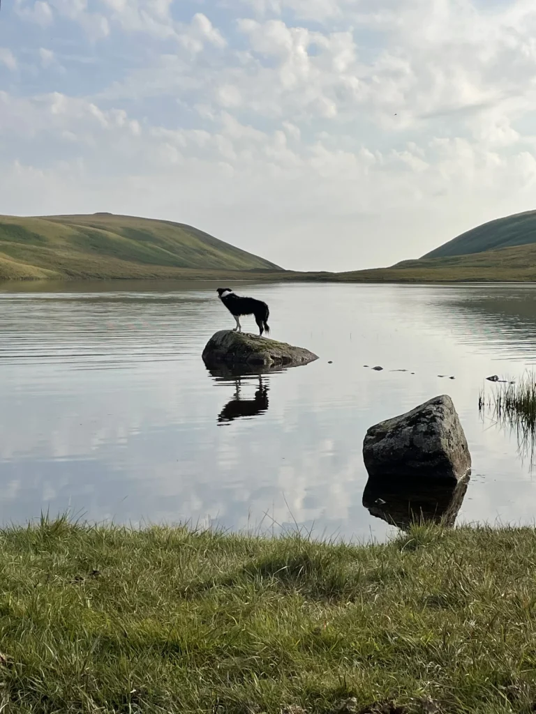 Blea the dog standing on a rock in Wastwater below Whin Rigg and Illgill Head