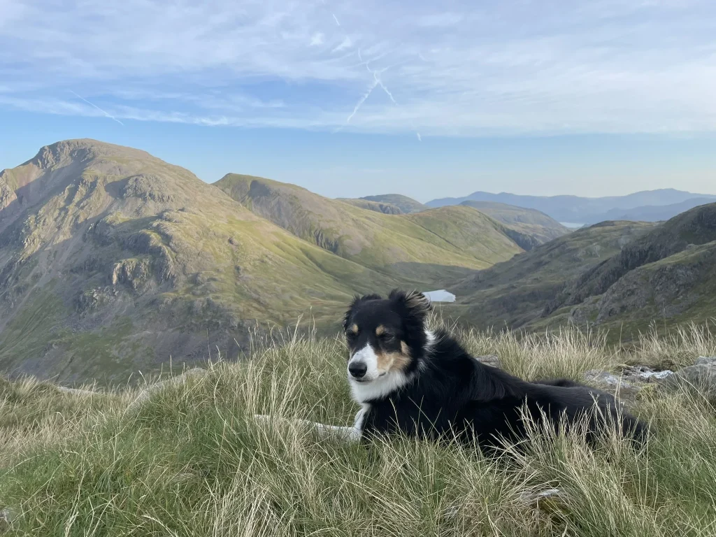 Blea the dog relaxing on a Lake District summit overlooking the fells