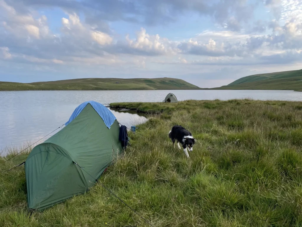 Blea the dog beside a wild camping tent near a Lake District lake